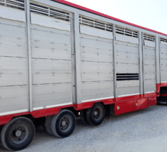 Trailers for transportation of livestock0